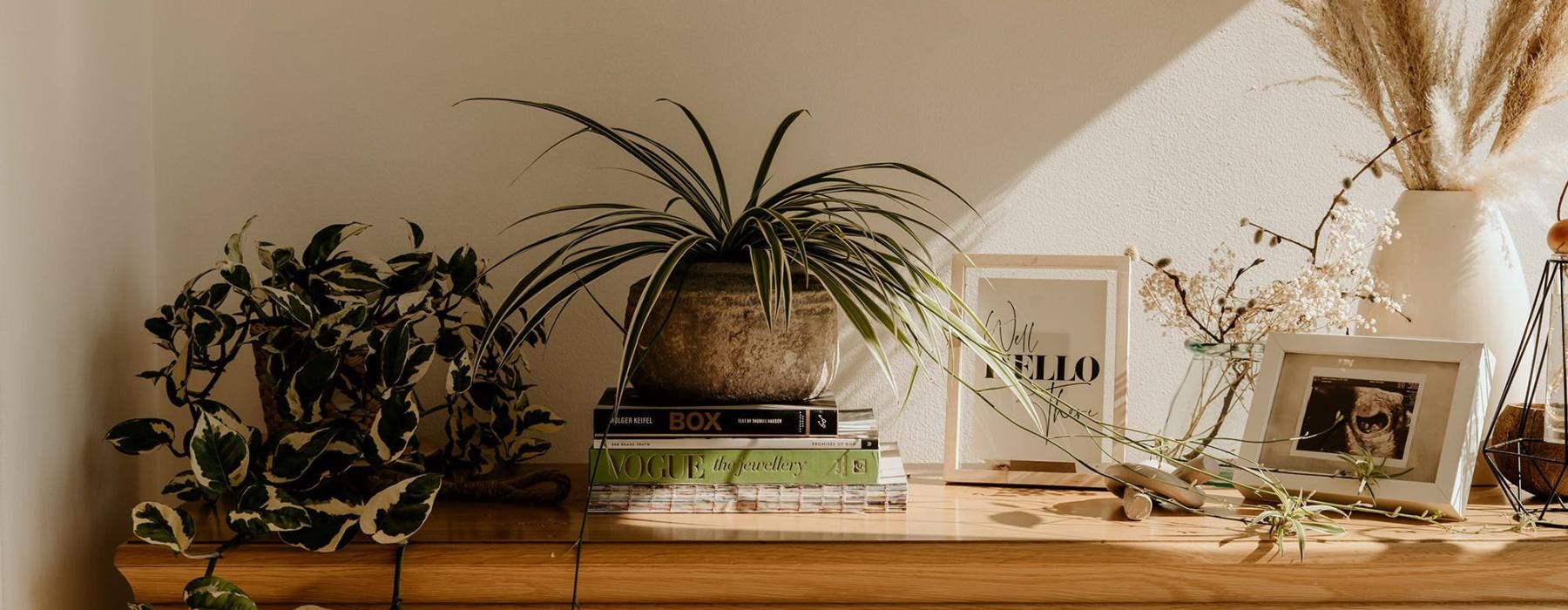 bureau top decorated with potted plants, books and framed pictures